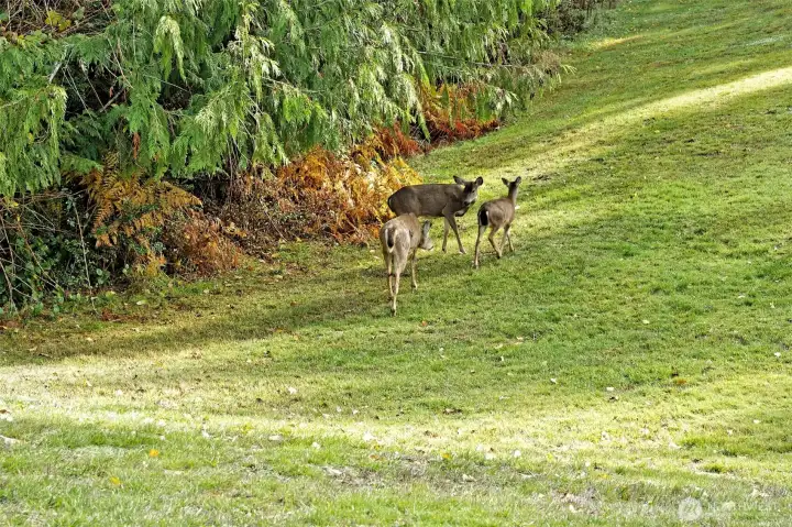 Frequent deer in the front yard!