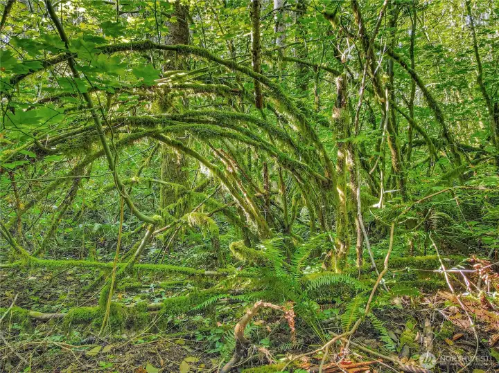 Untouched natural forest