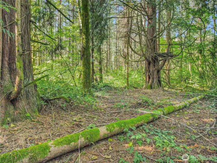 Rare fallen tree, been there awhile