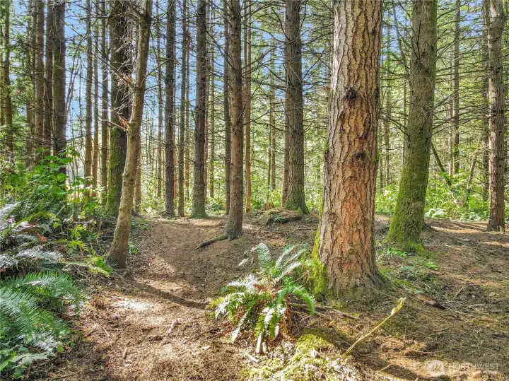West edge of forest