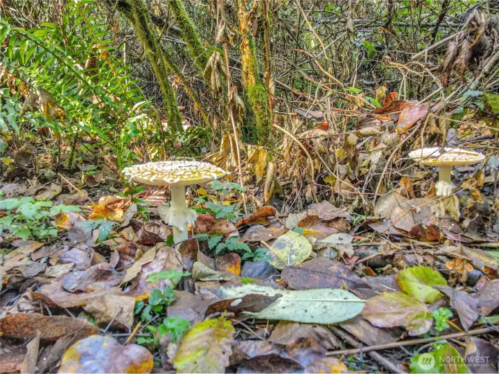Toadstools