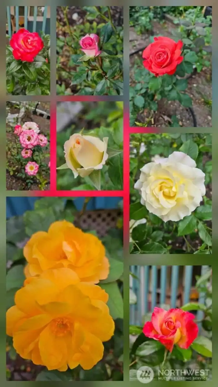 Flowers, when in bloom, in the Rose Garden