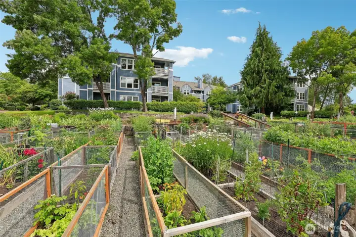 Community garden - just $25 to get a raised bed for summer planting Community garden - just $25 to get a raised bed for summer planting