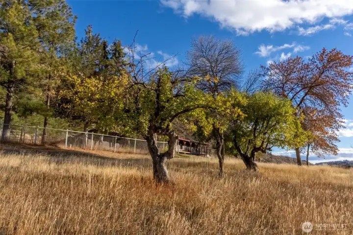 Lots of room to expand the orchard.