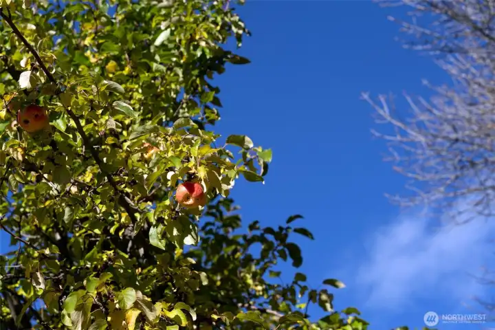 Homestead-era trees still bear fruit!