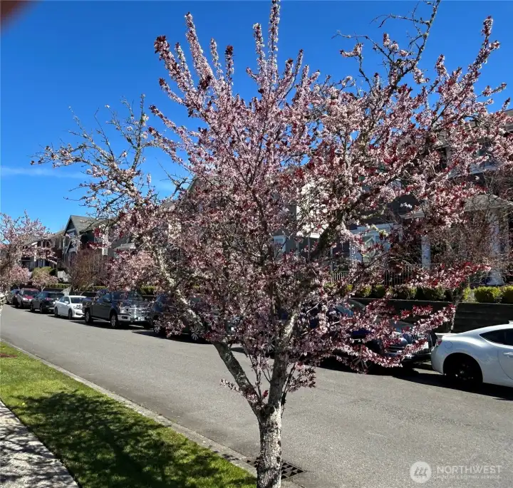 Cherry blossoms