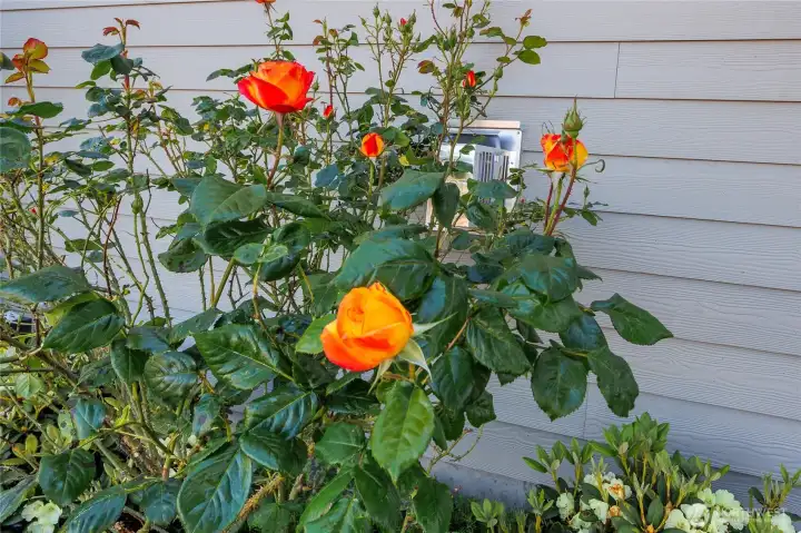 The yard offers an array of beautiful roses too. The yard offers an array of beautiful roses too.