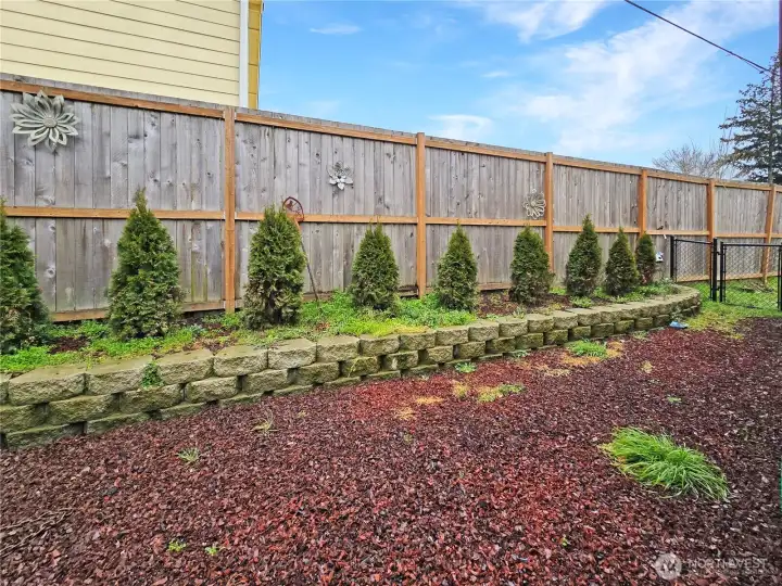 Back yard