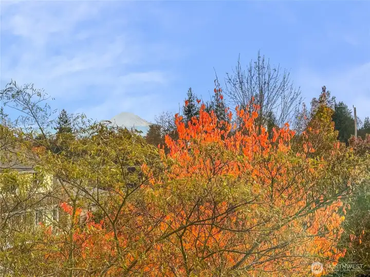 Views of Mt. Rainer through the seasons.