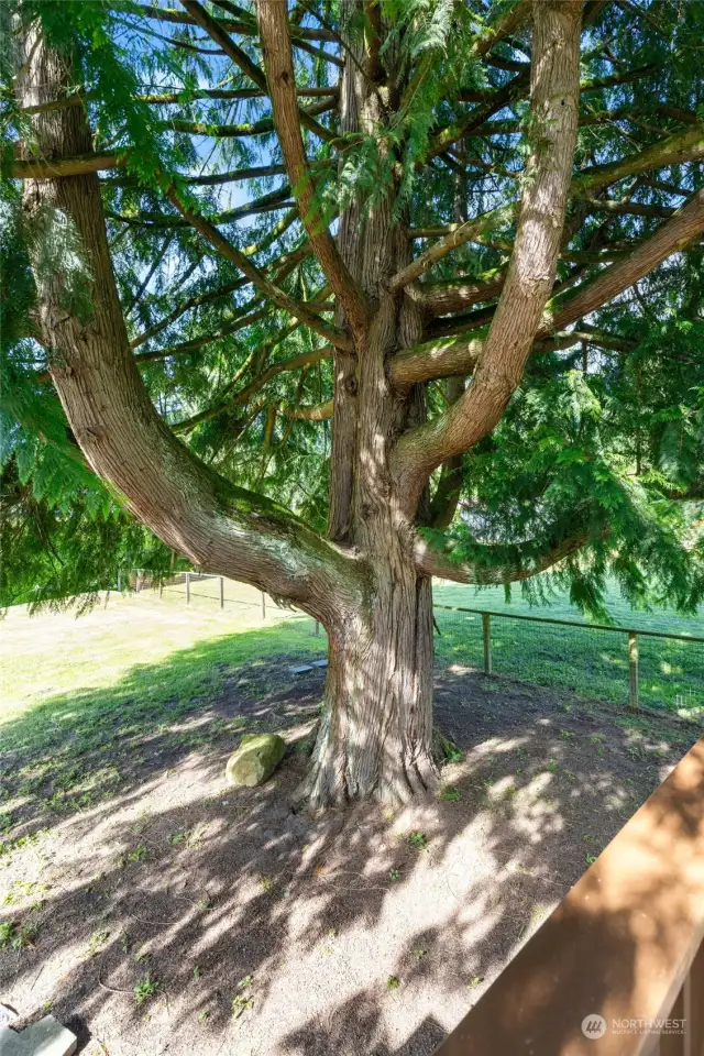 Great tree for shade, climbing, mature landscaping