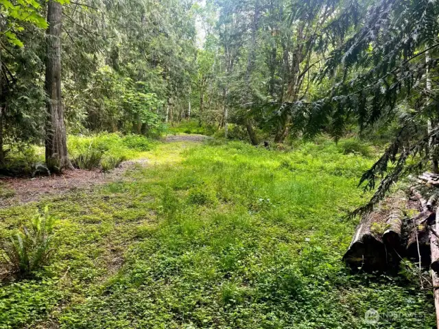 Cleared homesite area or bring your RV and enjoy camping on the Olympic Peninsula!