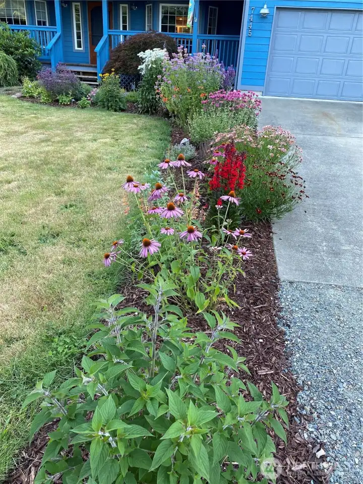 Walk way flowers in Spring/Summer