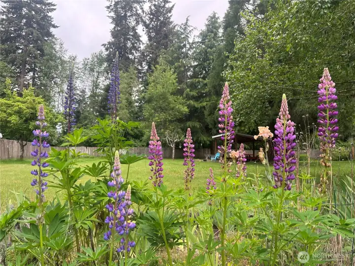 So many beautiful flowers in the back yard