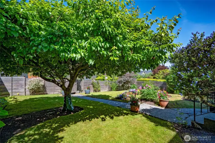 Enjoy sitting in the shade under the Italian prune plum tree. Enjoy sitting in the shade under the Italian prune plum tree.