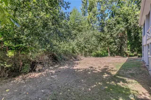 Backyard. Looks grim with summer's heat.  Enough blackberries for pie and jam! Trail head in center of picture. Room for swings, puppies, your imagination!!