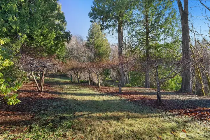 Rows of pear & apple trees.