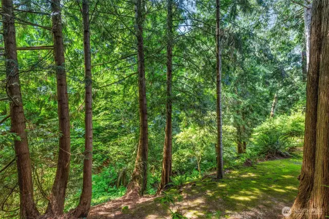 Your private arboretum!