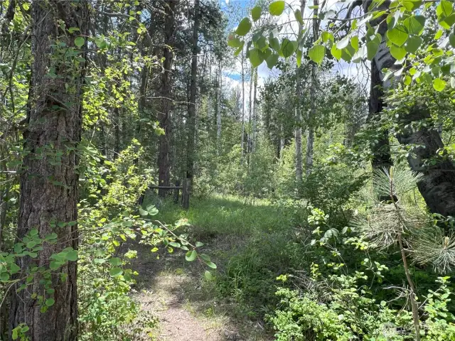 A wonderful walking trail with tall cottonwood and aspen trees, lovely year-round