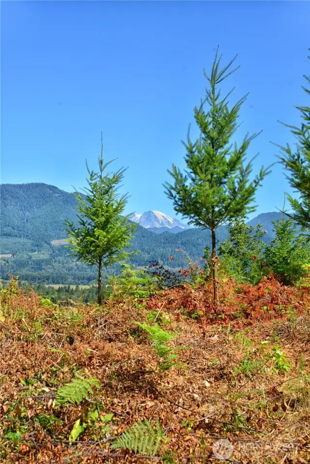 campsite view from Lot 3