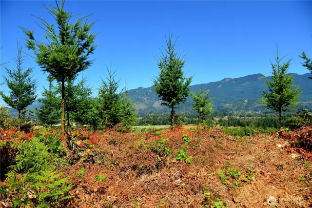 Lot 3 campsite