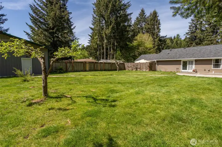 Huge backyard with fruit trees.
