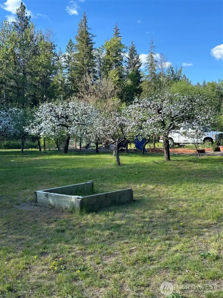 Amazing fruit trees  cherry, apple