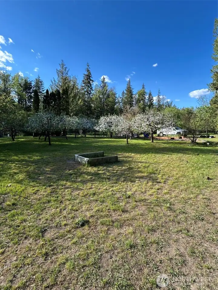 more fruit trees - pear, plum