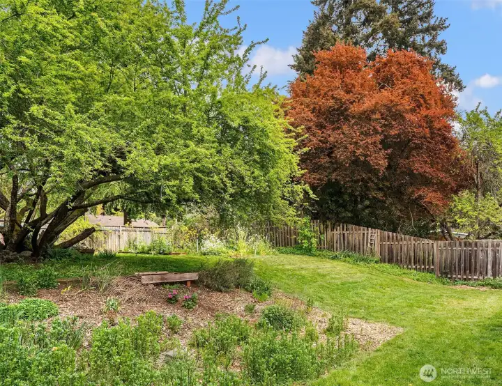 Fenced Backyard with Fruit Trees, Fruit Vines, Raised Garden Beds