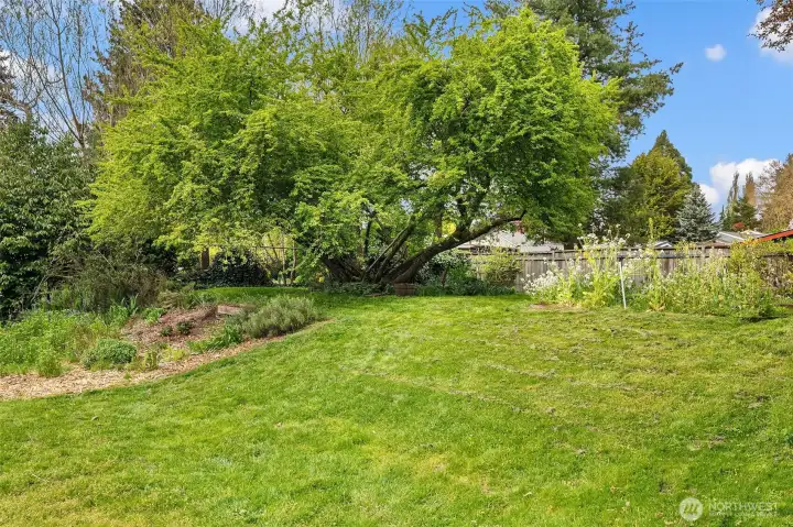 Fenced Backyard with Fruit Trees, Fruit Vines, Raised Garden Beds
