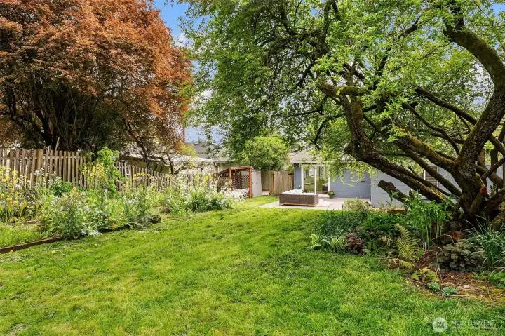 Fenced Backyard with Fruit Trees, Fruit Vines, Raised Garden Beds