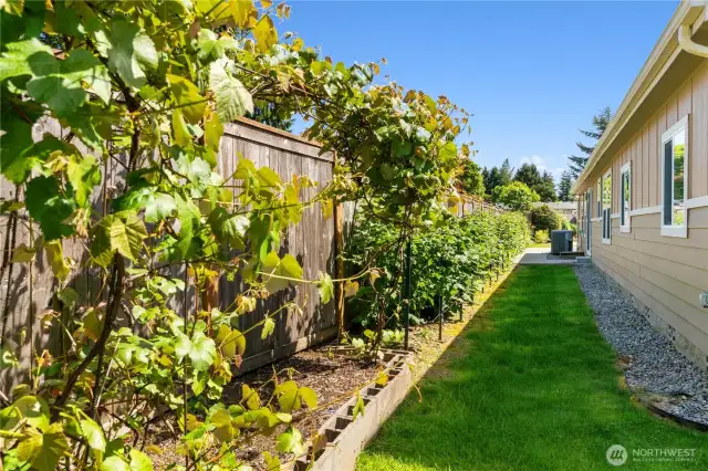 Side yard with raised garden beds and mature grapevines—perfect for hobby gardening or enjoying fresh fruit at home. This low-maintenance outdoor space adds charm and sustainability to this beautifully updated Lacey, WA 55+ community home.