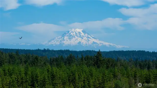 Her Majesty! And his! (See Mr. Eagle Soaring? (NOT AI!) Welcome to Lot 1 at Mountain View Estates just 2-3 miles south of Allyn WA.