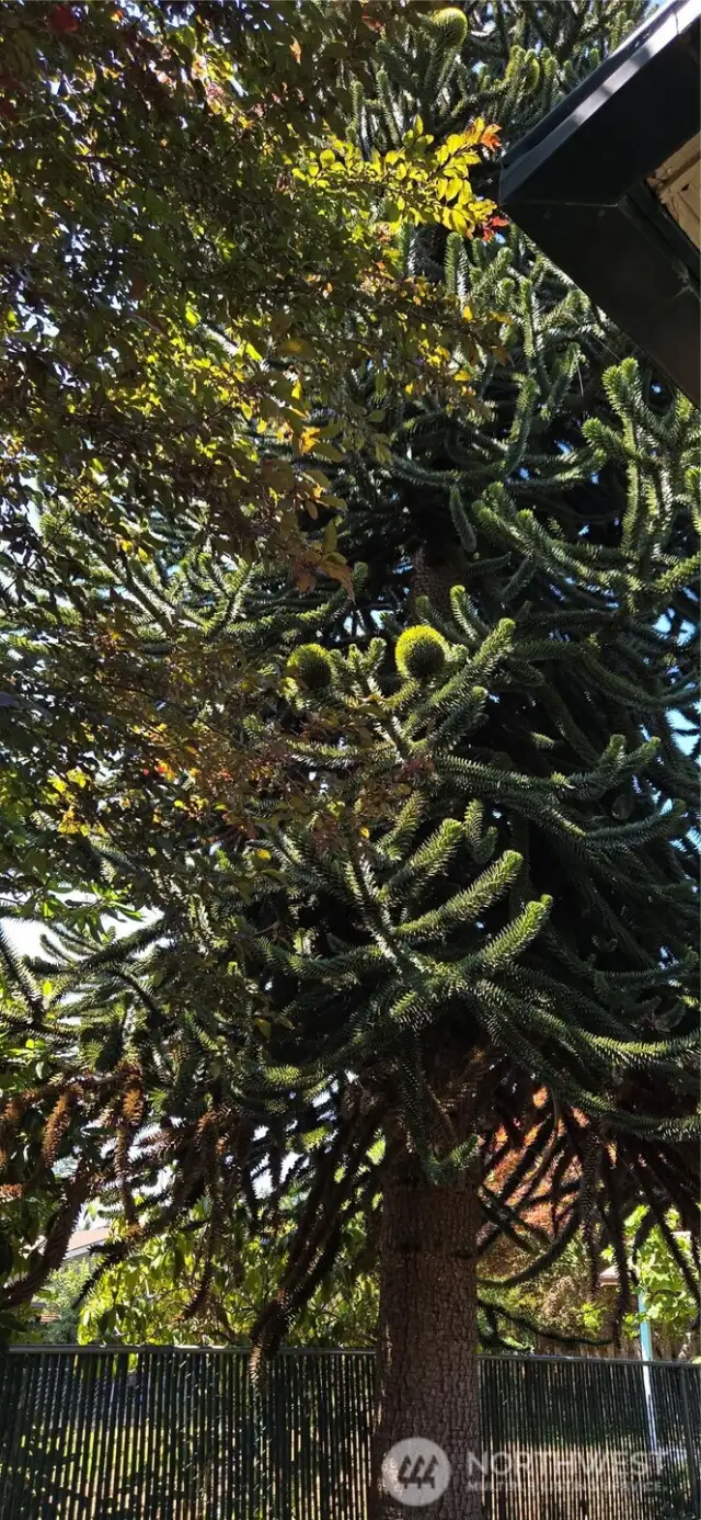 Monkey Puzzle Tree!