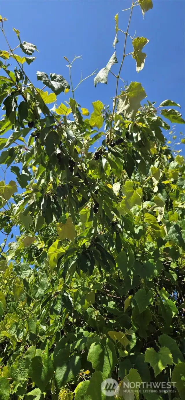 Cherry Tree