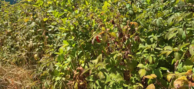 Raspberry Bushes!