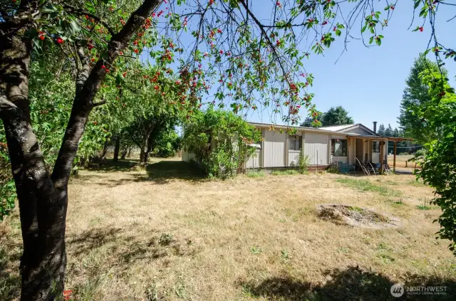 Fruit trees around home