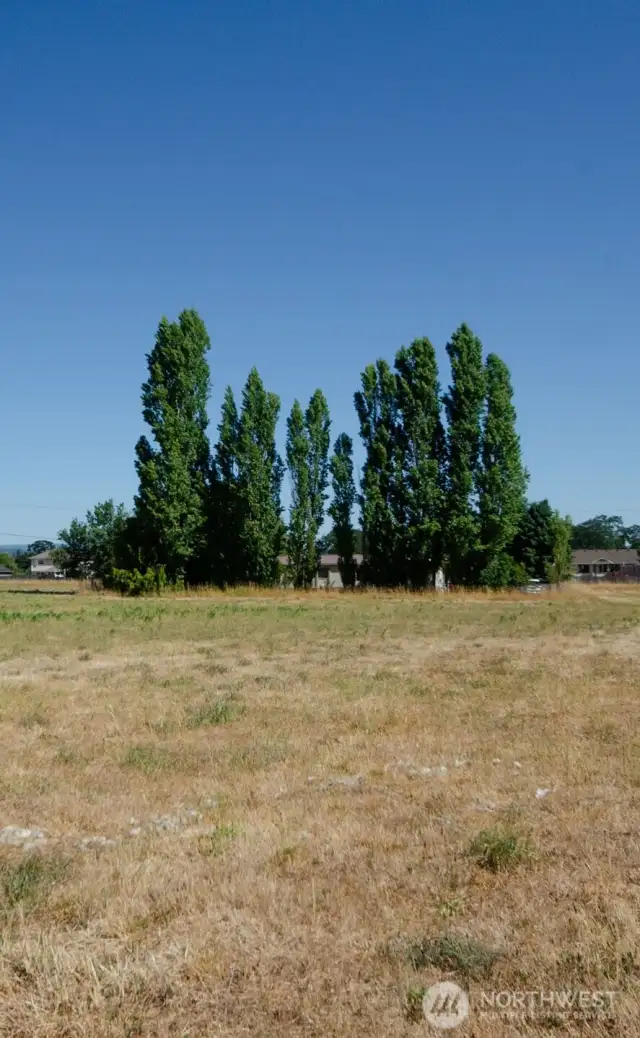 Large yard