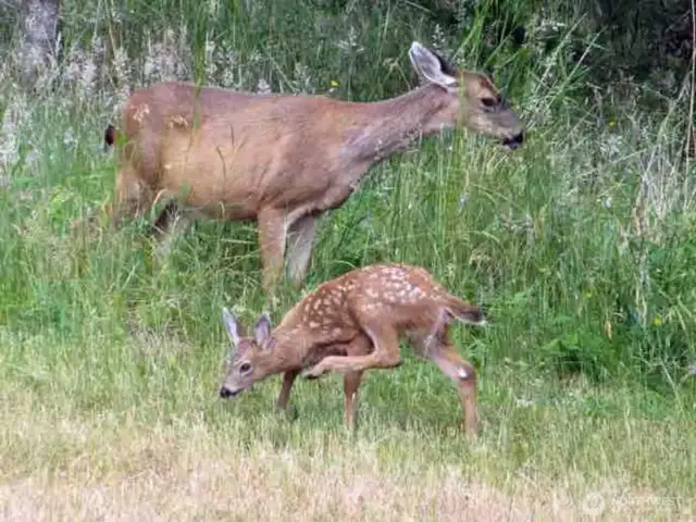 plethora of wildlife in the area