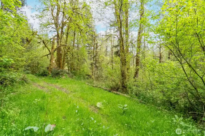 Antoher view of the graveled path on the undeveloped parcel.