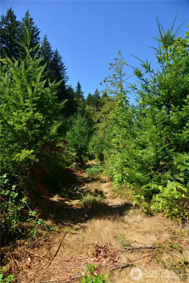 Road leading from lot 3 to the top of lot 4