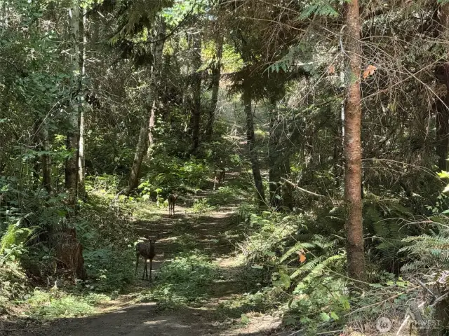 Family of deer.