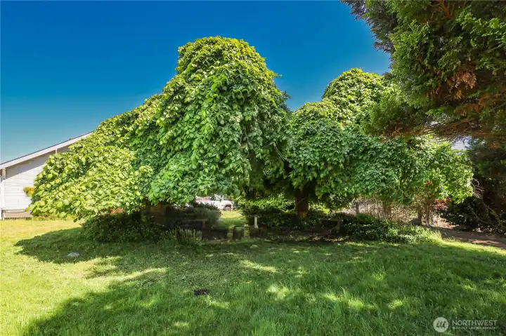 Mature landscaping
