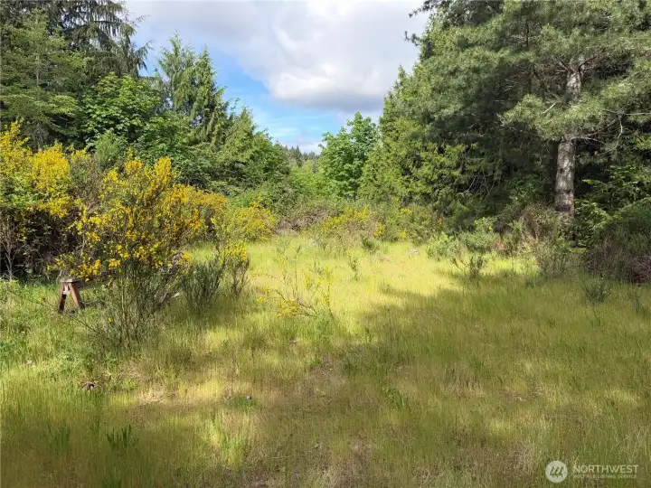 The upper part of the lot. Nice flat open space. Could have really great views if cleared out a bit.