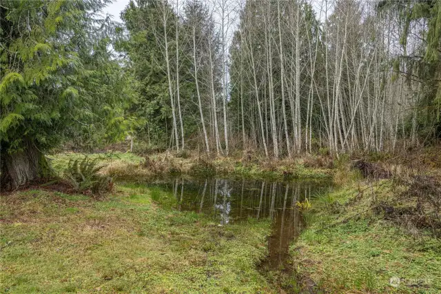 This pond collects drainage off the house and property