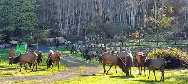 As promised, a local Elk herd to watch as they graze in your yard.