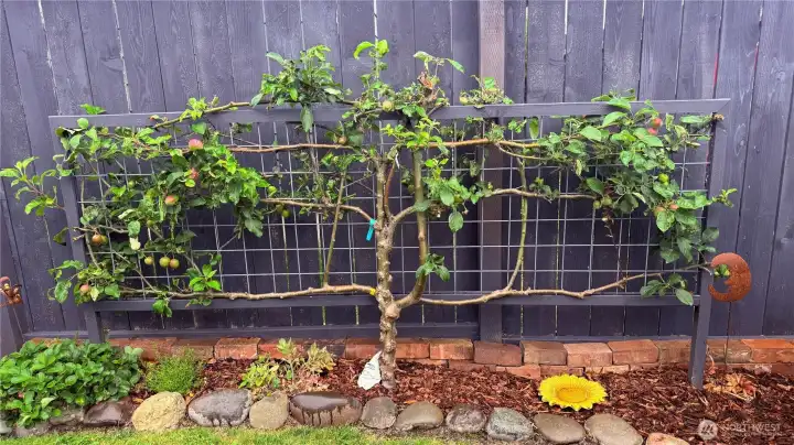 Apple trees in your backyard.