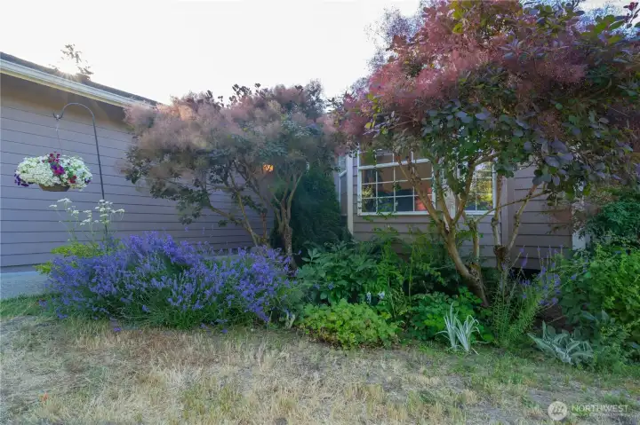 More Flowers in Front Yard