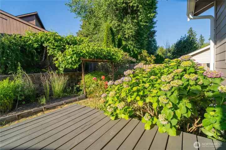 Back Deck