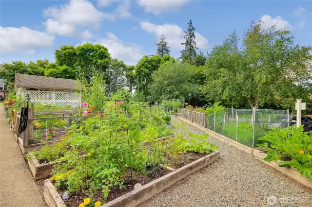 Community Pea Patch