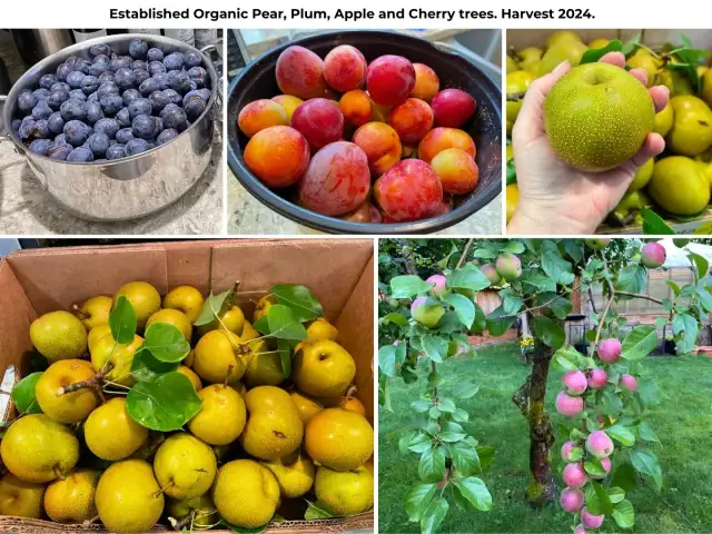 The garden produces lots of fruit & veggies annually.